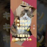 猫のキャルタソ恋占い🔮あなたの恋愛運❤️失敗を恐れないで‼︎🌟