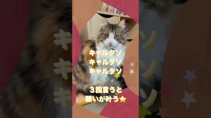 猫のキャルタソ恋占い🔮あなたの恋愛運❤️失敗を恐れないで‼︎🌟