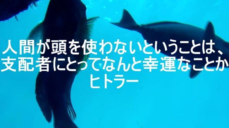 成功失敗等への名言名言集    戦争でも恋愛でも　参照引用　　名言34  2minute video