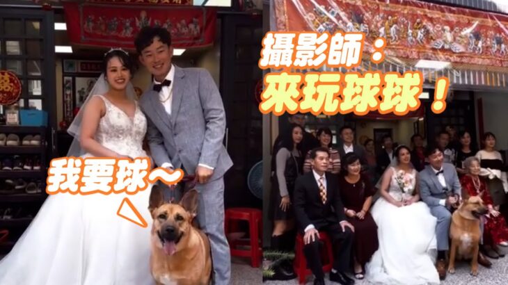 婚禮攝影師身兼「汪保母」哄狗狗　成功拍出幸福合照｜結婚｜寵物｜精選影片